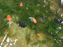 通威通威魚(yú)飼料大包裝魚(yú)塘養(yǎng)殖鯽魚(yú)羅非魚(yú)草魚(yú)鯉魚(yú)等淡水魚(yú)通用魚(yú)飼料 通威182浮料2-3毫米29蛋白（5.0斤散裝） 曬單實(shí)拍圖