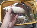日本進口三洋原絲魚線A78N釣魚子線尼龍線釣魚線黑坑競技漁線 東麗將鱗-子線-A78N【標準線徑】 0.3號 曬單實拍圖
