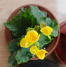 意軒帶盆帶土盆栽植物玫瑰海棠帶花發(fā)貨 四季開(kāi)花盆栽 麗格海棠綠植 黃色 曬單實(shí)拍圖