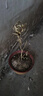 果樹(shù)苗 香水檸檬樹(shù)苗南方北方種植檸檬苗盆栽地載水果苗子當(dāng)年結(jié)果 香水檸檬 3年苗當(dāng)年結(jié)果 曬單實(shí)拍圖