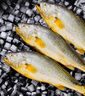 棠鮮生大黃魚(yú)新鮮黃花魚(yú)深海冷凍黃魚(yú)生鮮海鮮水產(chǎn)鮮活冷凍中秋送禮團購 6斤裝【4條裝】 曬單實(shí)拍圖