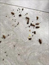厚生蟑螂藥殺蟑膠餌氟蟻腙2%滅殺蟑螂餌劑屋貼廚房家用滅殺蜚蠊蟑螂 10g 1盒 曬單實(shí)拍圖