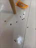 厚生蟑螂藥殺蟑膠餌氟蟻腙2%滅殺蟑螂餌劑屋貼廚房家用滅殺蜚蠊蟑螂 10g 1盒 曬單實(shí)拍圖