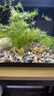 瘋狂水草魚(yú)缸造景裝飾溪流石底部砂石天然溪流缸南美缸造景石烏龜躲避曬臺 溪流砂細?！?斤裝】0.3-0.6CM 曬單實(shí)拍圖