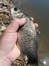 太弘鮮丹增強版蚯蚓顆粒魚(yú)餌快速持久適用垂釣鯽鯉草通用釣魚(yú)餌料 腥香奶香各一瓶 曬單實(shí)拍圖