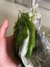 魚(yú)缸造景懶人水草好養易活蜈蚣草九冠綠菊水草真水草魚(yú)缸造景沉木 3杯綠菊送吸盤(pán)杯 曬單實(shí)拍圖
