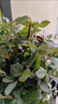龍玪玫瑰花苗愛(ài)莎帶花苞花卉綠植物四季室內(nèi)外庭院陽(yáng)臺(tái)盆栽月季薔薇 加侖盆#1盆【中國(guó)紅】原盆帶花 曬單實(shí)拍圖