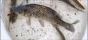 鄧剛自用海釣小藥釣海魚(yú)餌料路亞釣海鱸魚(yú)梭魚(yú)黑鯛烏頭魚(yú)餌料海釣 1瓶裝 曬單實(shí)拍圖