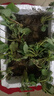 苗充充(20天結果)奶油大草莓秧苗盆栽四季草莓樹(shù)苗南方北方種植當年結果 【奶油草莓四季結果】耐寒抗凍結大果 高產(chǎn)苗【12顆+送盆送肥】爆滿(mǎn)盆 曬單實(shí)拍圖