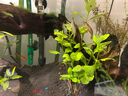 魚(yú)官兒非洲巨網(wǎng)蝦木紋網(wǎng)球蝦除藻蝦天空藍鰲蝦臺灣大和藻蝦大河藻蝦 4cm木紋網(wǎng)球蝦2只 曬單實(shí)拍圖