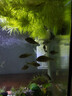 魚(yú)缸過(guò)濾器循環(huán)水泵三合一小型魚(yú)缸過(guò)濾器靜音增氧泵過(guò)濾泵 五合一過(guò)濾器4W（適用魚(yú)缸20-30cm） 曬單實(shí)拍圖