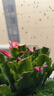 蟹爪蘭帶花苞大苗花卉盆栽室內陽(yáng)臺辦公帶根D7 蟹爪蘭紅色帶花苞【18-20棵】 原土+加倫盆 曬單實(shí)拍圖