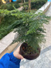 LZJV文竹盆栽桌面綠植室內(nèi)植物辦公桌辦公室盆景凈化花卉空氣茶桌擺件 舍得紫砂盆+文竹+青苔+底座 曬單實拍圖