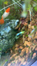 孔雀魚鴻運(yùn)當(dāng)頭觀賞魚小型熱帶淡水好養(yǎng)耐活鳳尾紅頭漁場(chǎng)直發(fā) 3-4個(gè)月齡鴻運(yùn)當(dāng)頭5對(duì) 曬單實(shí)拍圖