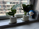 辦公室桌面室內綠植小盆栽奶油風(fēng)擺件四季好養室內吸甲醛凈化空氣 白犀牛海芋+米色提拉米蘇陶瓷盆+鋪面石 曬單實(shí)拍圖