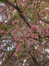 丁香花樹(shù)苗庭院陽(yáng)臺盆地栽耐寒旱花卉嫁接高桿丁香樹(shù)苗綠植物苗木 喜馬丁香5年苗【當年開(kāi)花】 曬單實(shí)拍圖