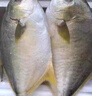潤豐農(nóng)人金鯧魚廣東陽江特產(chǎn)新鮮海鮮水產(chǎn)當(dāng)季深海捕撈新貨黃臘鯧昌魚平魚 500-600g/條【特大號發(fā)4條金鯧魚 曬單實拍圖