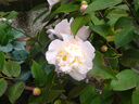 索尼 Sony DSC-WX350 WX300 WX830 WX500 WX700數(shù)碼相機二手相機 【99新】索尼DSC-WX800 曬單實拍圖