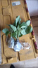 江西茄子苗秧苗嫁接青茄子苗老品種帶土大紅袍四季樹(shù)燒烤白色四川 江西本地茄子苗5顆 曬單實(shí)拍圖