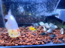 立得威快干型造景專(zhuān)用強力膠水族館粘石頭沉木魚(yú)缸盆栽假山造景粘合劑防水工藝品石雕修復粘接 【快干型高強度】骨架膠50g*1支 曬單實(shí)拍圖