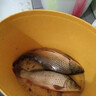 骉祥純正蝦粉釣魚(yú)南極磷蝦超濃腥餌料誘魚(yú)添加劑黑坑野釣鯽鯉魚(yú)餌e 蝦粉1瓶【500ml】 曬單實(shí)拍圖