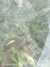 高體鳑鲏魚觀賞魚冷水魚原生魚七彩旁皮魚旁皮活體小型淡水魚好養(yǎng) 3-4厘米公母混搭30條包活25條 曬單實拍圖