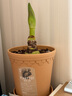 霜山花盆秸稈復古陽(yáng)臺蝴蝶蘭郁金香種植盆仿陶家用帶底托多肉盆栽 【帶托盤(pán)】淺陶土色 底部直徑12.9*高16cm 曬單實(shí)拍圖