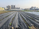 皓鑫防草布土工布除草布園藝地布果園果樹(shù)遮草蓋草布防草地布透氣透水 除草布2米寬100米長(cháng) 曬單實(shí)拍圖