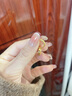 中國(guó)珠寶碎碎金黃金耳環(huán)女款足金耳圈耳扣金耳飾七夕情人節(jié)禮物送女友老婆 足金碎碎冰耳環(huán)+品牌禮盒 金重約2.2g 曬單實(shí)拍圖