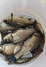 鉛墜遠(yuǎn)投倒釣鉛路亞風(fēng)箏釣組鉛海竿鉛墜子套裝防掛底釣魚配件 【7g/10個(gè)】圓柱型 曬單實(shí)拍圖