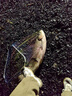 達瓦狼牙高碳纖維臺釣竿7.2米長(cháng)竿綜合手竿黑坑鯉魚(yú)鯽魚(yú)鰱鳙竿 7.2m 8H大物超硬19調 曬單實(shí)拍圖