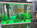 長(zhǎng)銳恒溫魚缸智能水族箱自循環(huán)生態(tài)全自動(dòng) 超白CRV580智能款+桃源景 曬單實(shí)拍圖