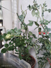 錦楓（jinfeng）月季花苗  藤本月季花苗 歐月藤大花濃香爬藤植物綠植盆栽花卉 粉色龍沙寶石 4年苗 曬單實(shí)拍圖