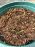 Marseed【蘿卜合集】進(jìn)口老品種超甜迷你水果兒童小拇指胡蘿卜種子籽孑 胡蘿卜盲盒約100粒 多品種混 曬單實(shí)拍圖
