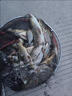 川澤HB浮漂高靈敏野釣鯽魚漂超醒目加粗納米漂專用釣魚浮漂 HB01細(xì)尾淺水漂鉛1.4-1.8g 1號 曬單實(shí)拍圖