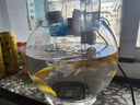 黃金蝴蝶鯉招財風(fēng)水龍蝶鯉冷水龍鳳錦鯉觀(guān)賞魚(yú)中小型金魚(yú)苗活體 長(cháng)尾黃金錦鯉6-8厘米 七條 曬單實(shí)拍圖
