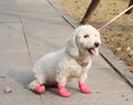 阿莫爾狗狗腳套外出防滑防水襪軟底耐磨狗鞋柯基柴犬比熊小型犬寵物鞋子 冰莓粉【四只裝】 M 曬單實拍圖