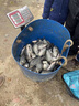 千壽5代魚線柔軟釣線強拉力競技主線黑坑子線尼龍線魚線 4.0號 60米 主線 曬單實拍圖