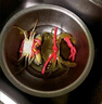 玖紋豹 鮮活青蟹 紅膏蟹肉蟹母膏蟹公蟹肥滿公蟹 公蟹肉蟹1斤（2只） 曬單實(shí)拍圖