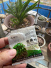 強力生根壯苗劑猛生根原液花卉蔬菜苗木移栽植物提苗壯根劑葉面肥 中量元素水溶肥料（生根狀苗劑） 1包25克 曬單實(shí)拍圖
