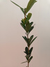 四季杜鵑紅山茶花盆栽帶花苞 庭院花卉老樁地栽名貴樹(shù)苗開(kāi)花杜鵑花杜鵑花盆栽盆景植物花卉盆栽過(guò)年開(kāi)花 1.5年【單枝條22cm ]1棵 含盆 曬單實(shí)拍圖