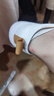 卡帝樂鱷魚（CARTELO）西裝小白鞋男真皮休閑板鞋潮牌38碼男鞋春秋款2025新款全牛皮鞋子 米白色 39 曬單實(shí)拍圖