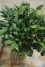 [正黃旗茶花樹苗]盆栽茶花山茶花苗帶花苞茶花重瓣耐寒室內(nèi)外植物 正黃旗5年苗/花苞季節(jié)帶花苞發(fā)貨 曬單實(shí)拍圖