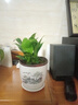 大葉金鉆綠公主盆栽水培綠植物客廳臥室內桌擺懶人花卉綠蘿除甲醛 金鉆15-20厘米送海闊天空陶瓷盆 曬單實(shí)拍圖