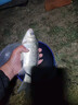 小鳳仙遠投浮漂大加粗超醒目漂近視老花靈敏野釣魚(yú)漂湖庫大物浮漂云中仙 Y-KX05 湖庫綜合漂 吃鉛約4.0-6.0g 2號 曬單實(shí)拍圖