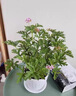 創(chuàng)京鑫選德國(guó)品質(zhì)驅(qū)蚊草盆栽植物室外室內(nèi)綠植祛蚊種籽子庭院香葉天竺葵開 驅(qū)蚊神器驅(qū)蚊草小苗原土無盆送 曬單實(shí)拍圖