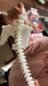 班達(dá)熊3d打印蛇玩具夜光周邊龍仿真兒童創(chuàng)意關(guān)節(jié)可動蝰蛇飛龍水晶龍擺件 18cm小飛龍來啦【高品質(zhì)PLA】 【白天不變色】照紫色光變彩虹色 曬單實拍圖
