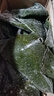 鐸上鹽漬海帶頭整箱大連特產(chǎn)非干貨煲湯火鍋涼拌 2.5kg 曬單實(shí)拍圖