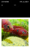甄夢(mèng)漁野可繁殖組熱帶觀(guān)賞魚(yú)白金寶藍迷你鸚鵡魚(yú)種魚(yú)一對公母淡水卵生配對 大繁殖成年血鉆公母一對  7-8cm 曬單實(shí)拍圖