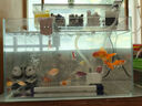 sobo魚(yú)缸過(guò)濾器外置壁掛式過(guò)濾盒小型魚(yú)缸專用水循環(huán)凈水靜音滴流盒 【升級(jí)帶蓋】5盒濾倉(cāng)+濾材套餐+水泵 曬單實(shí)拍圖